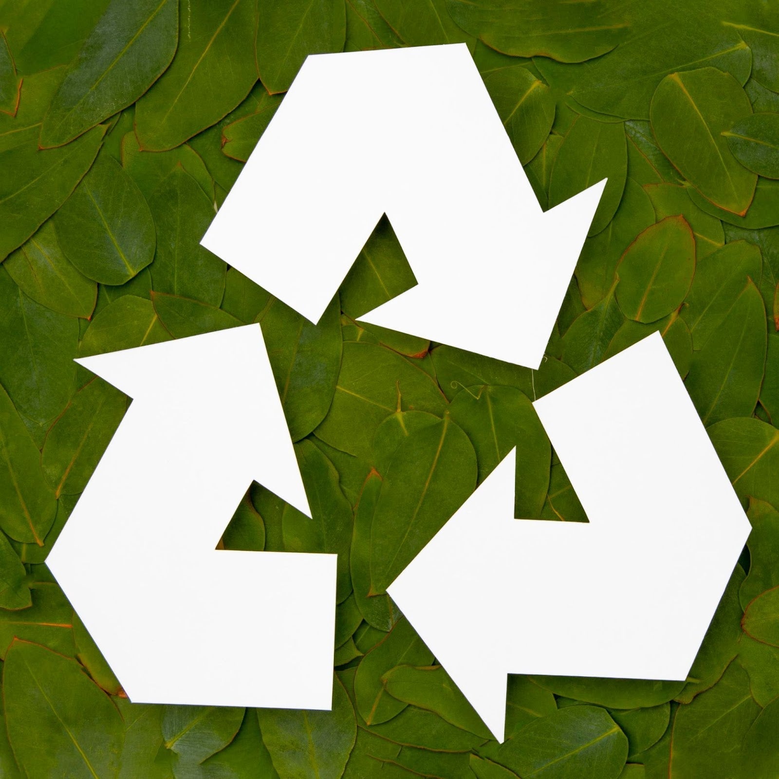 The Recycled Paper Market in India